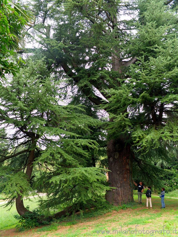 Sirtori (Lecco, Italy) - Monumental Cedrus deodora (Himalayan Cedar) tree in the park of Villa Besana